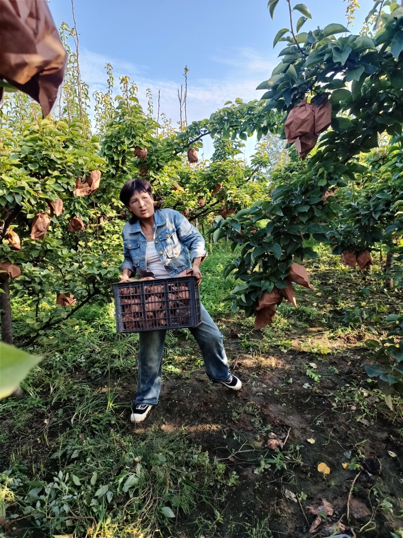 晚秋黄梨