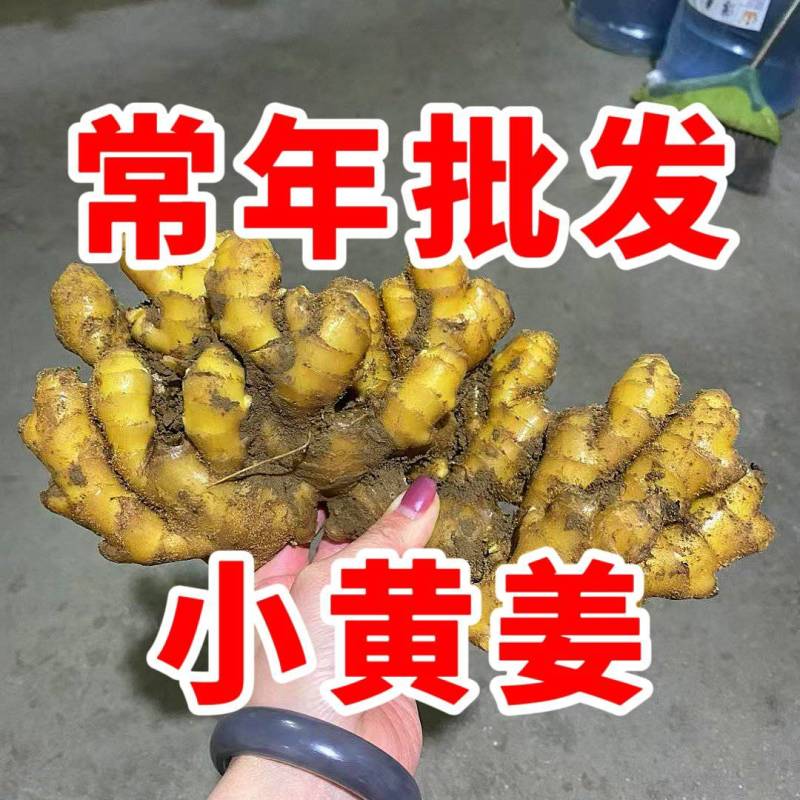 沙土地小黄姜丨产地直供丨货源稳定丨常年批发欢迎咨询洽谈