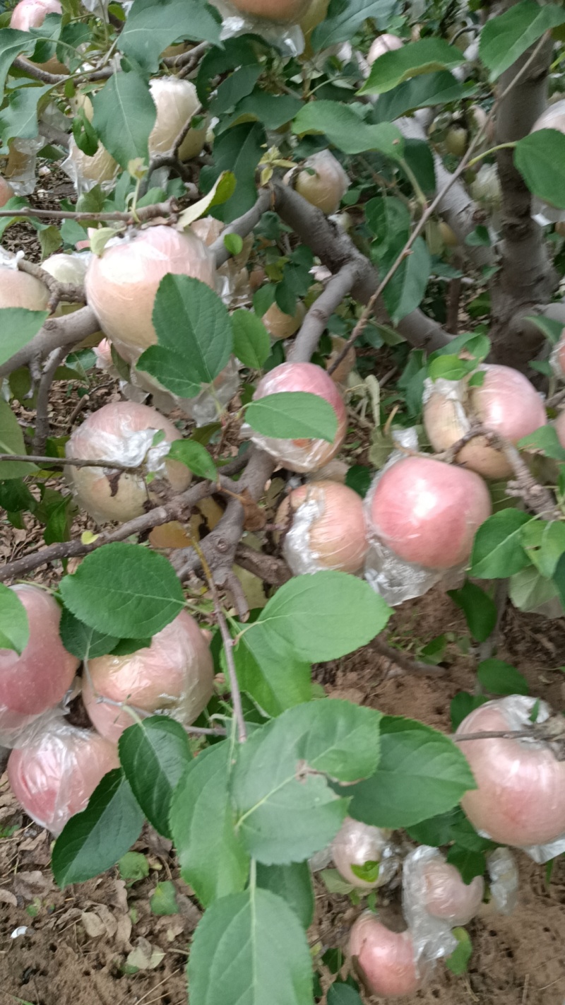 河南省郑州市红富士苹果脆甜多汁，大量批发