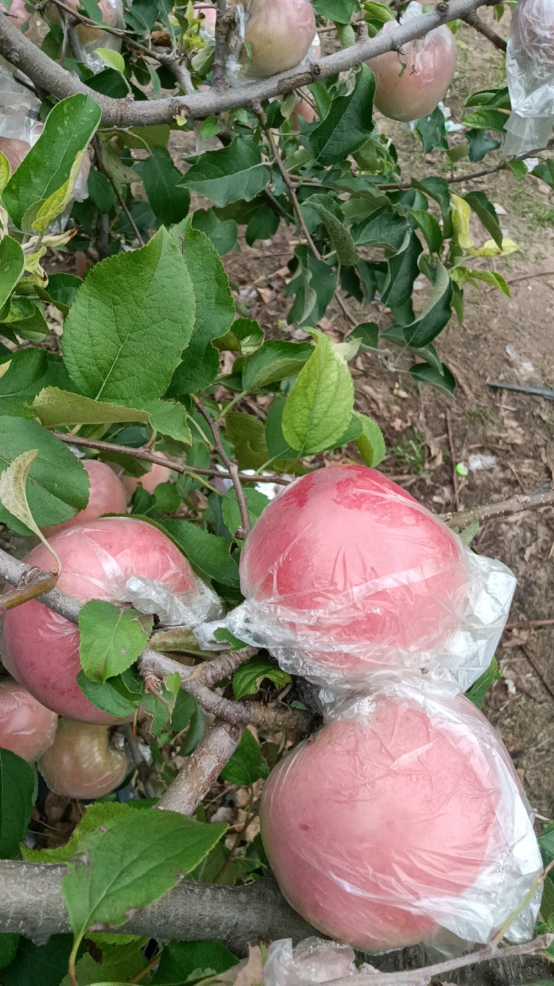 河南省郑州市红富士苹果脆甜多汁，大量批发