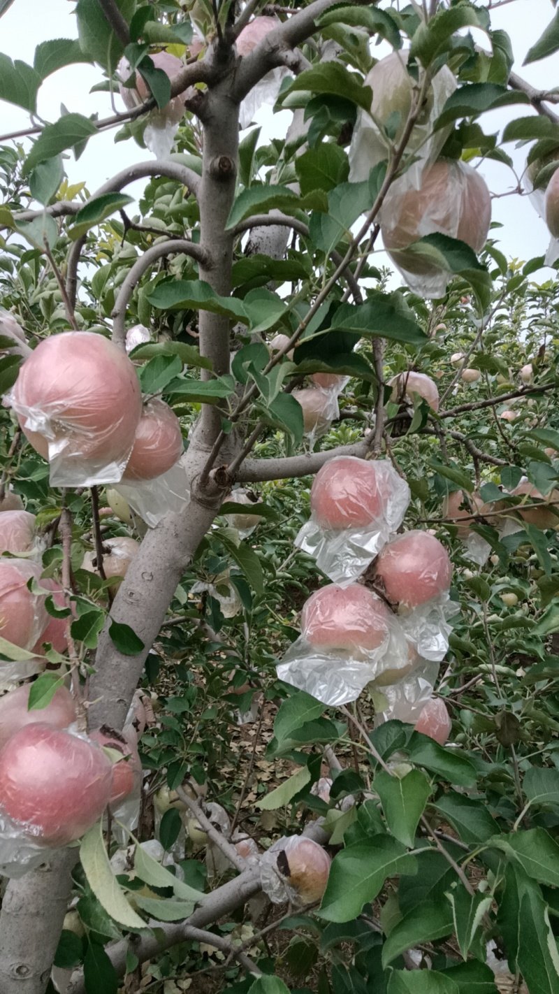 河南省郑州市红富士苹果脆甜多汁，大量批发