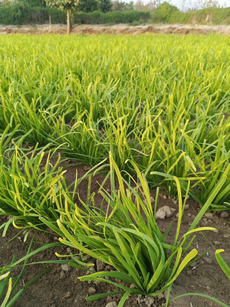 陆地韭菜