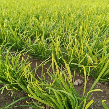 陆地韭菜