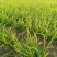 陆地韭菜