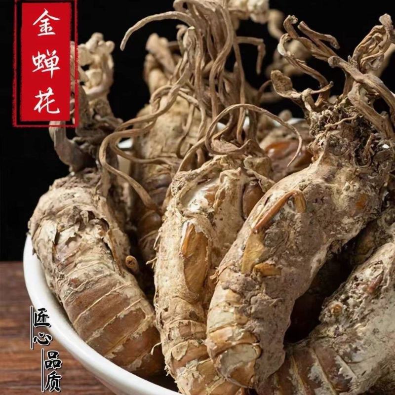 金蝉花新货金蝉花正品中药材人工采摘道地中药材