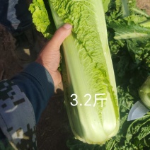 秋绿60