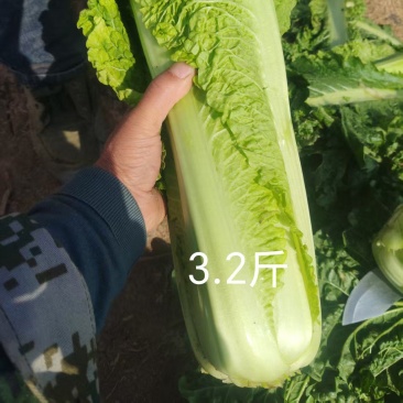 秋绿60