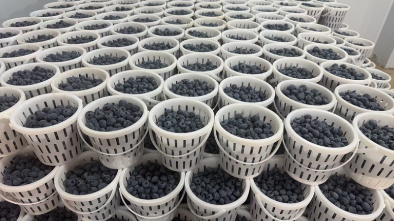 云南高山蓝莓L11L25F6等品种，诚信经营，全国发货