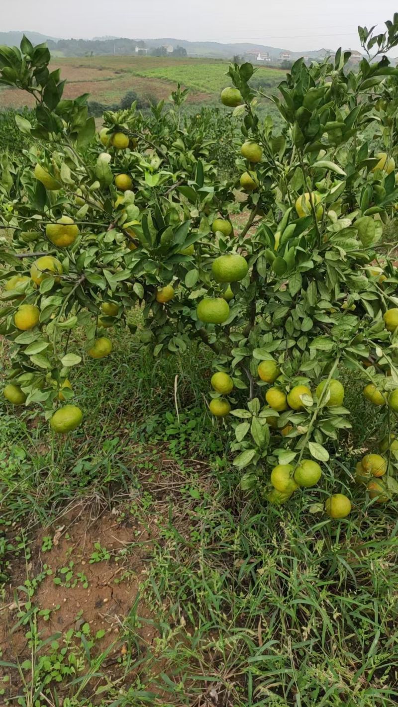 襄阳蜜桔，又大又甜，***有机，没有打过药