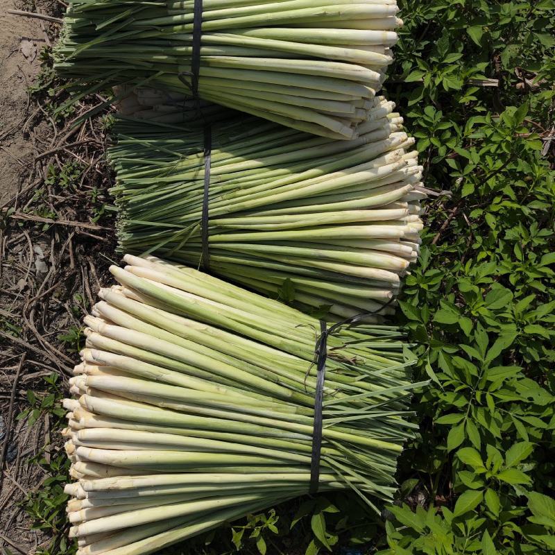 新鲜香茅草：柠檬味道食用香料现摘现卖基地直供欢迎订购
