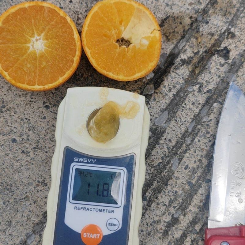 广西桂林金秋沙糖桔