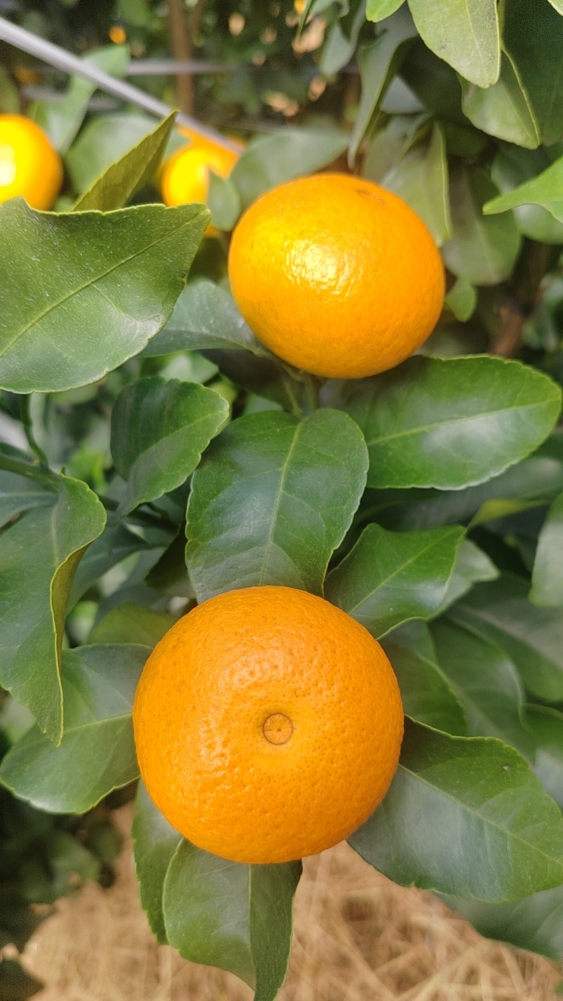 广西桂林金秋沙糖桔