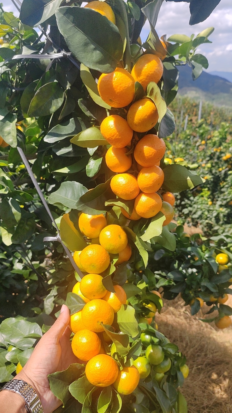 广西桂林金秋沙糖桔