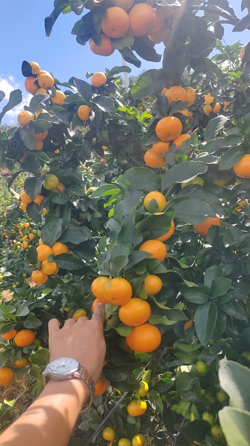广西桂林金秋沙糖桔