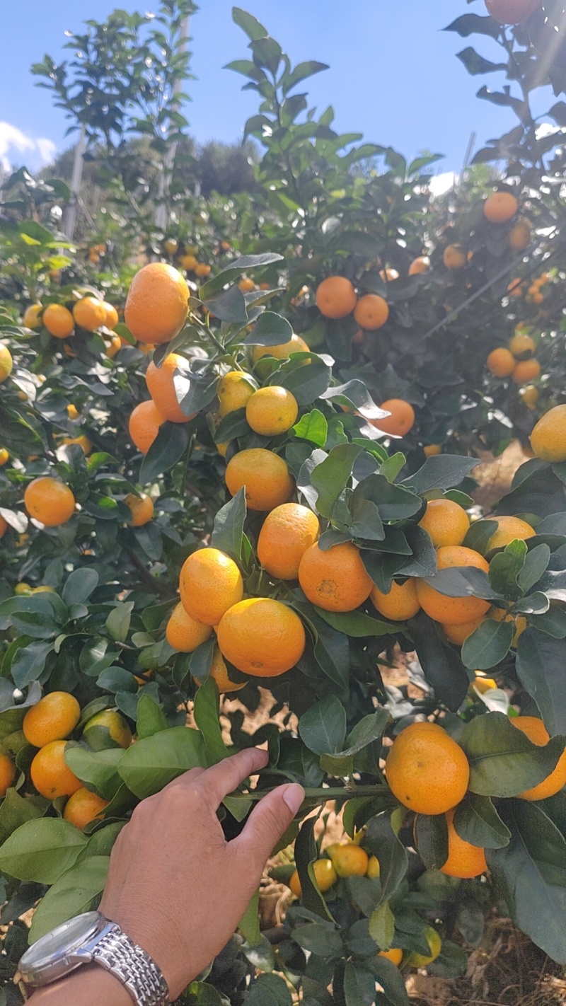 广西桂林金秋沙糖桔