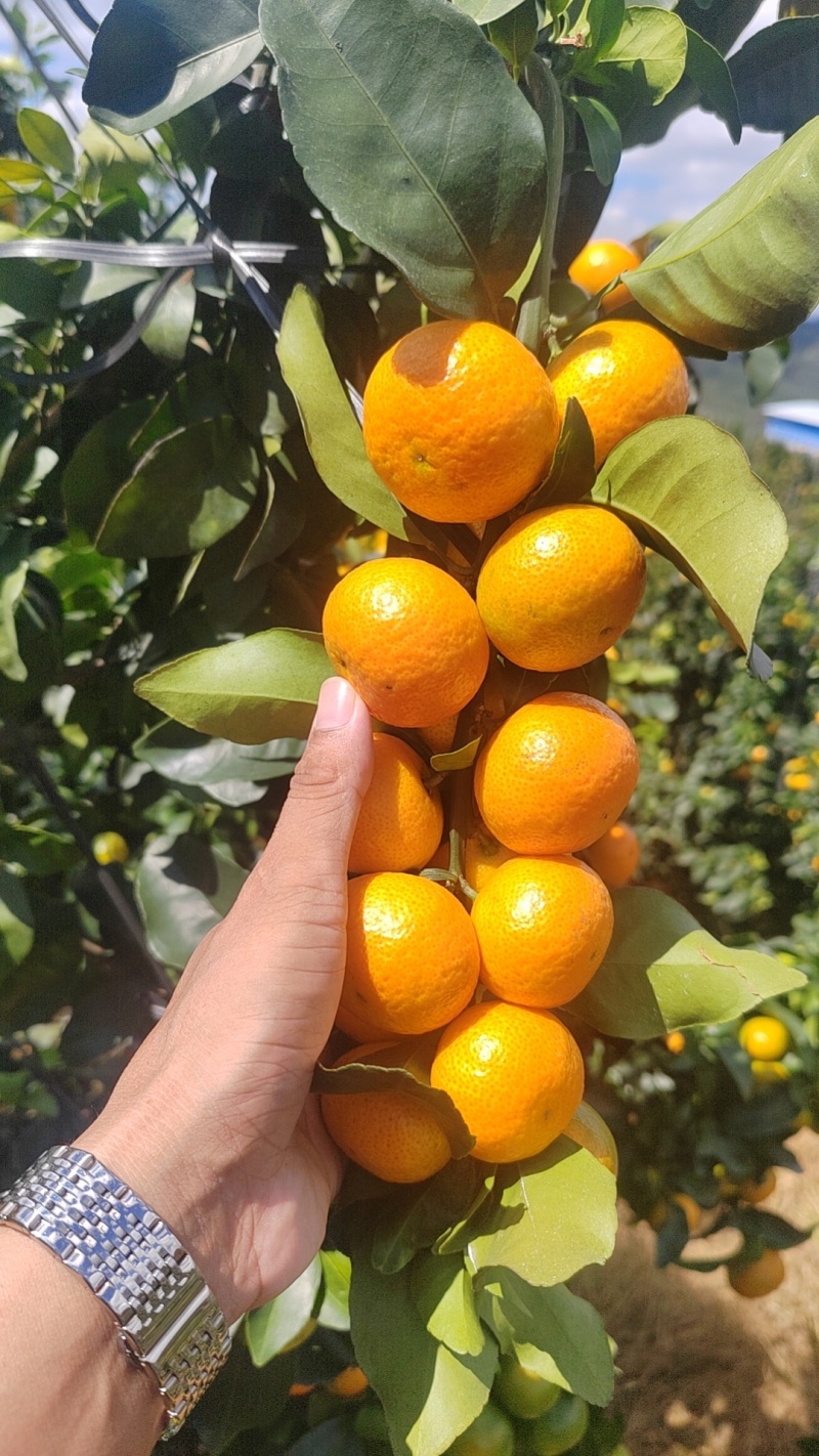 广西桂林金秋沙糖桔