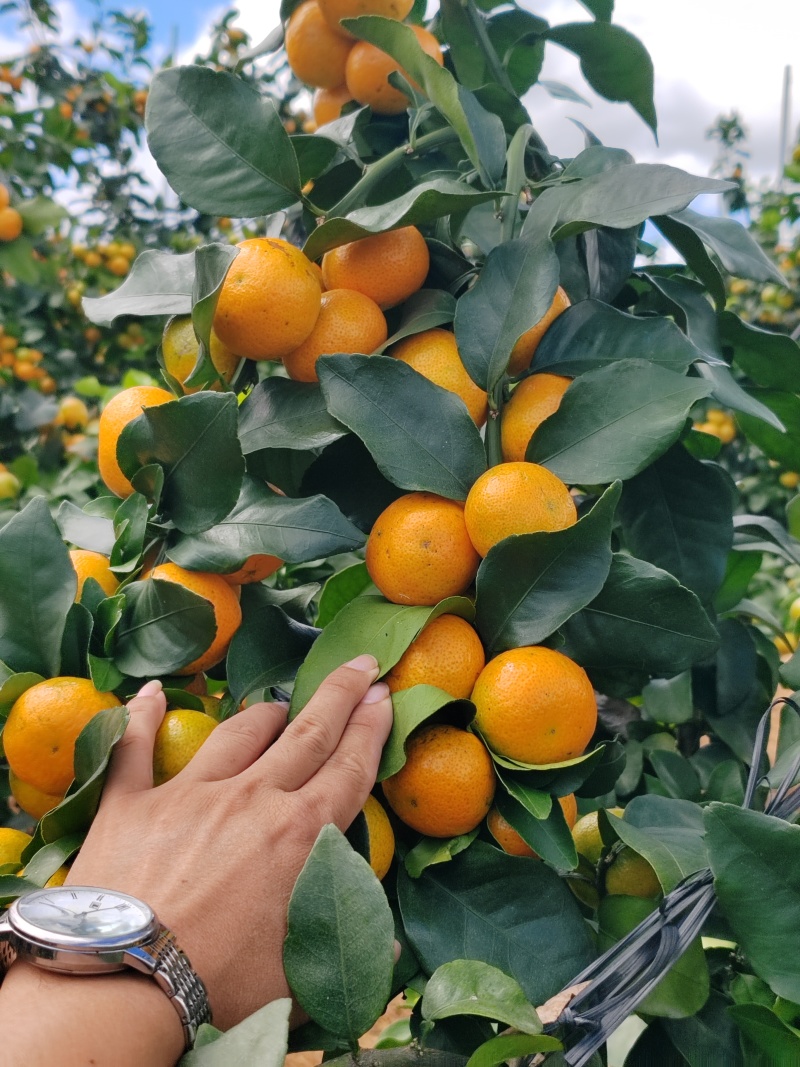 广西桂林金秋沙糖桔
