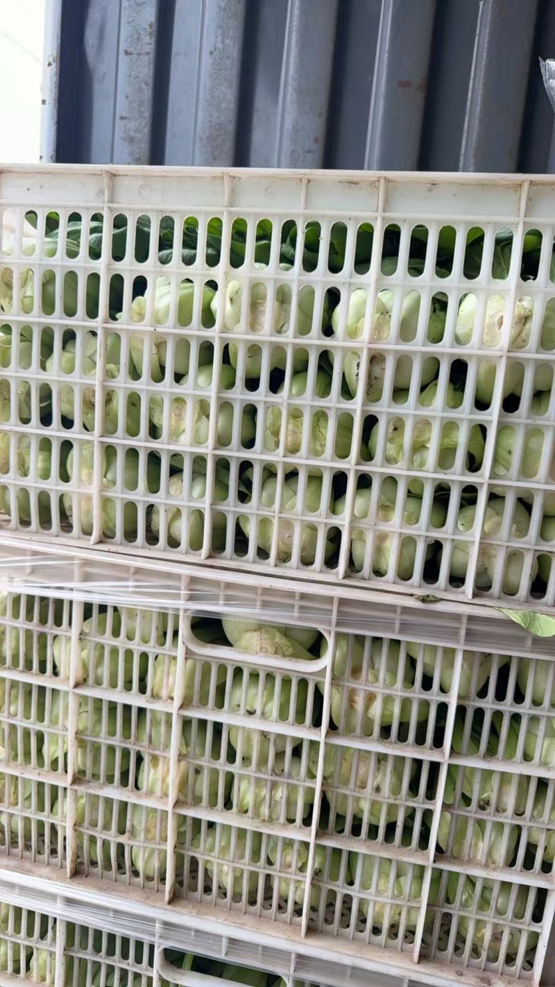 大青菜，香菇菜，大量有货供应腌菜厂，市场