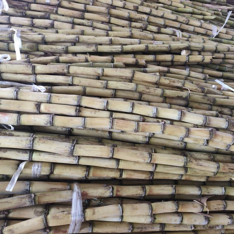 黄皮甘蔗电商代发，大量接单。三元一单。