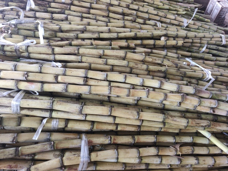 黄皮甘蔗电商代发，大量接单。三元一单。