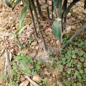 三年高山种植黄精出售