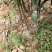 三年高山种植黄精出售