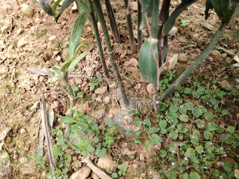 三年高山种植黄精出售