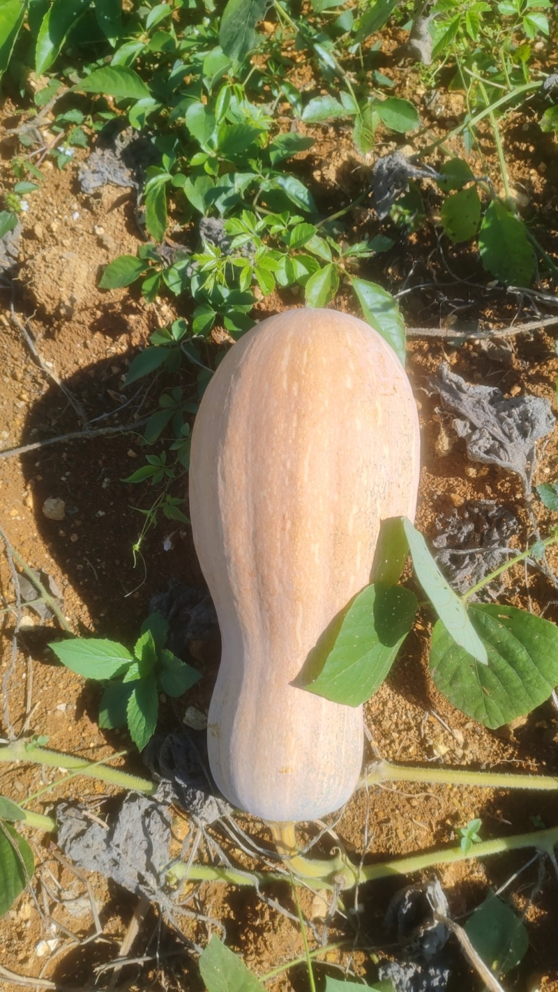 蜜本南瓜