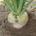 芥菜疙瘩大头菜
