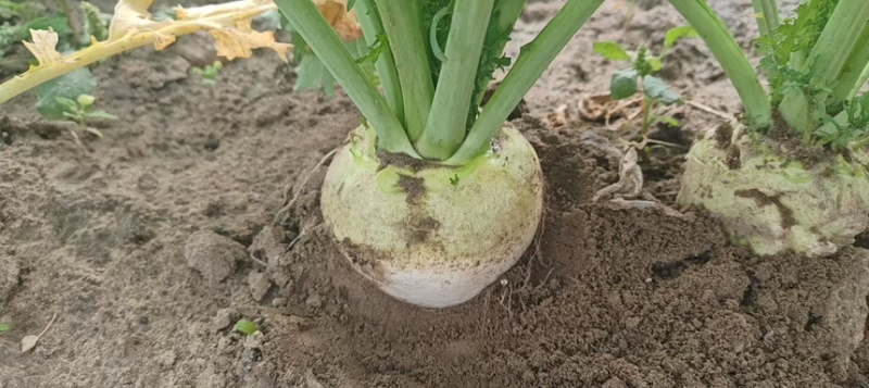 芥菜疙瘩大头菜