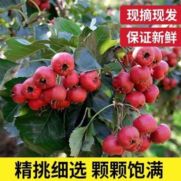 山楂大金星新鲜糖葫芦冰糖葫芦山楂果专用大果批发山里红红果
