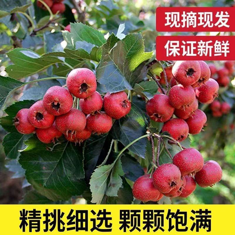 山楂大金星新鲜糖葫芦冰糖葫芦山楂果专用大果批发山里红红果