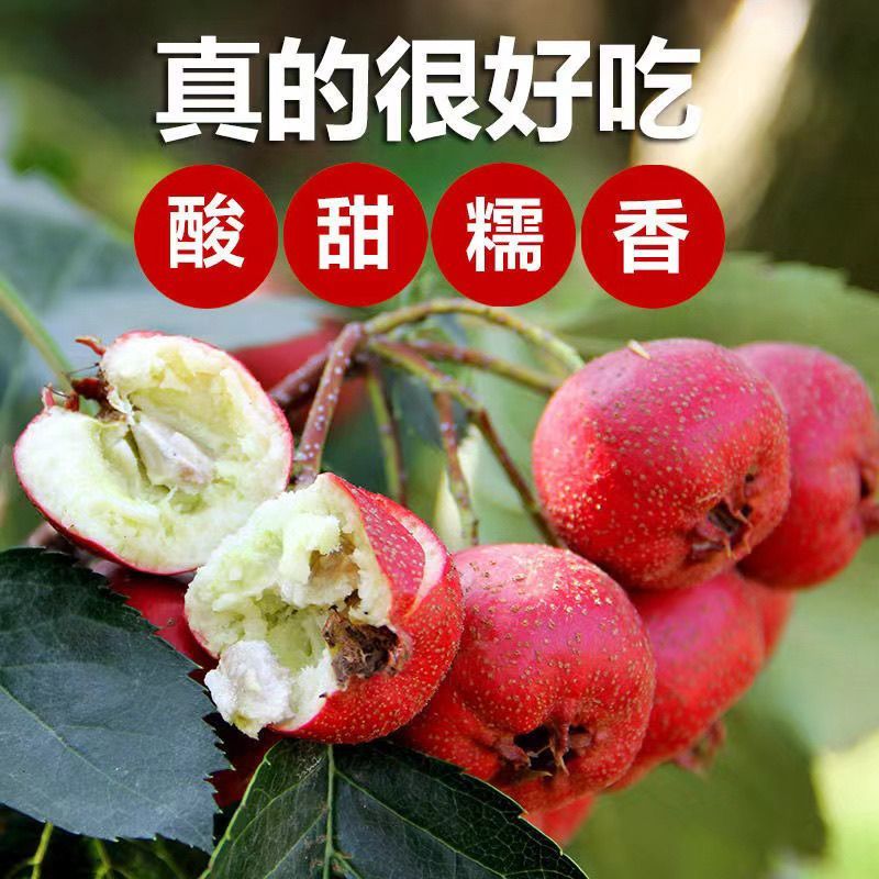 山楂大金星新鲜糖葫芦冰糖葫芦山楂果专用大果批发山里红红果