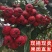 山楂大金星新鲜糖葫芦冰糖葫芦山楂果专用大果批发山里红红果