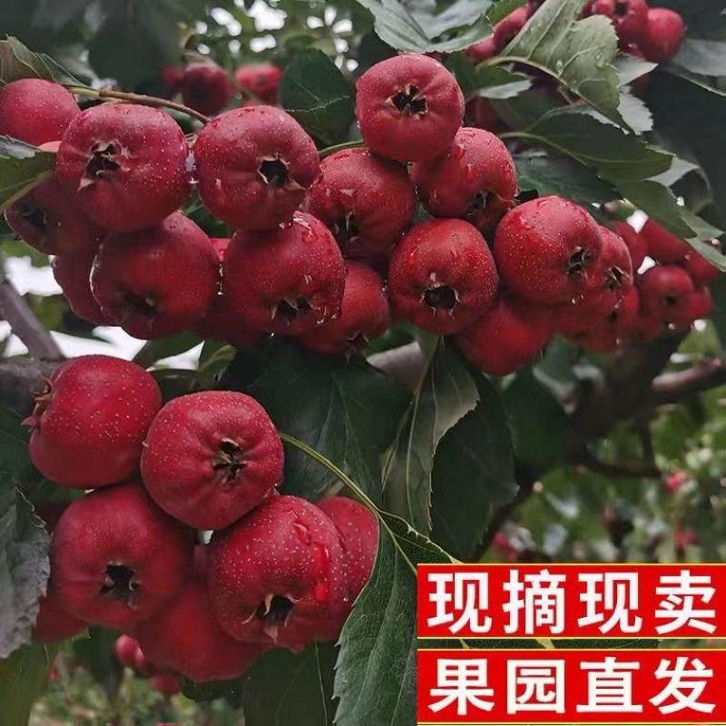 山楂大金星新鲜糖葫芦冰糖葫芦山楂果专用大果批发山里红红果