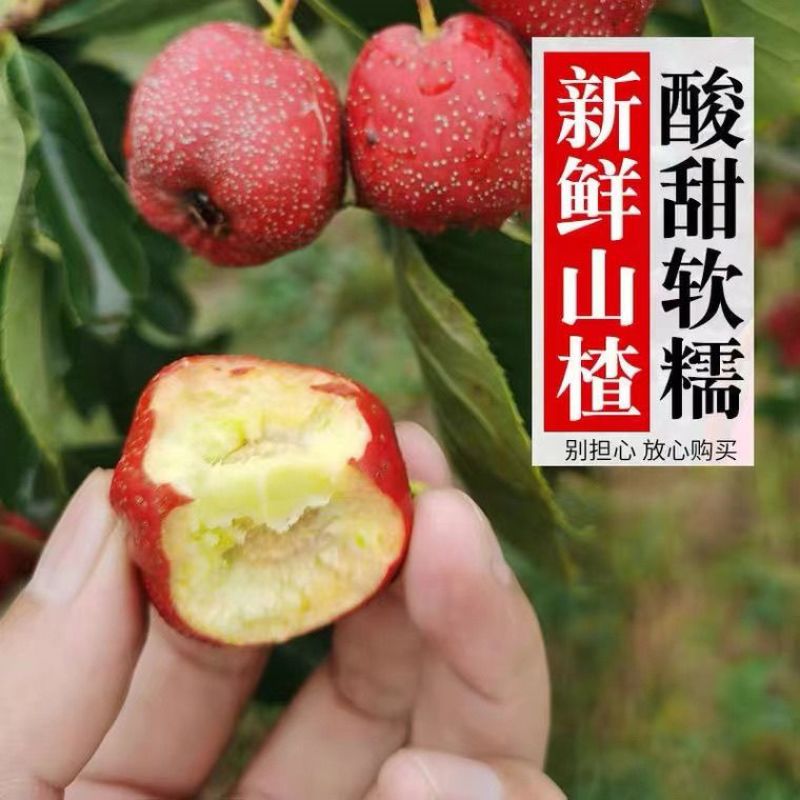 山楂大金星新鲜糖葫芦冰糖葫芦山楂果专用大果批发山里红红果