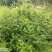刺梨苗