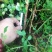 刺梨苗