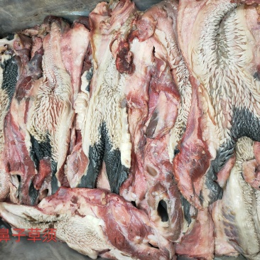带鼻子生草须