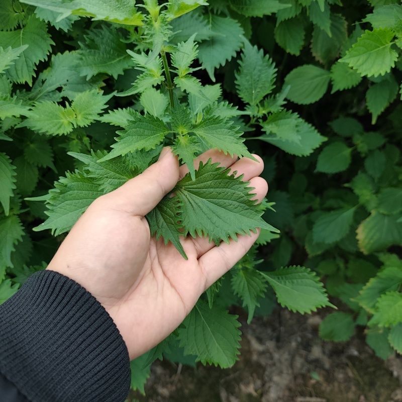 日本大叶紫苏10000片一箱