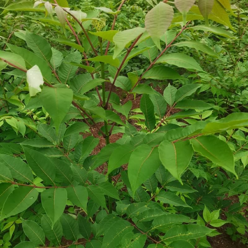 速生黄柏，5年成大树！非普通川黄柏苗！保密种源，冒牌必究