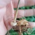 姜型多花甜黄精种苗1500米以下海拔常年不倒苗