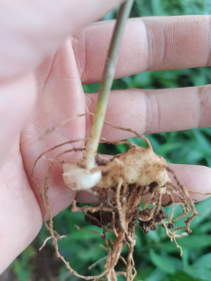 姜型多花甜黄精种苗1500米以下海拔常年不倒苗