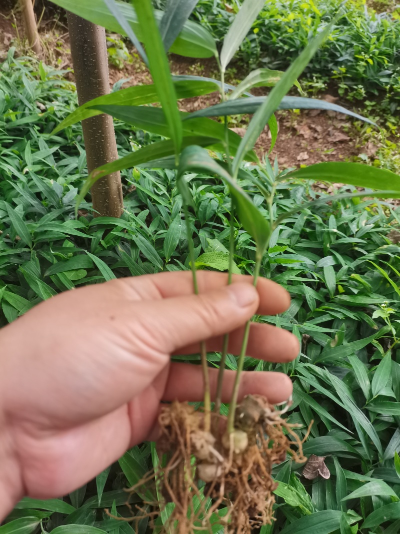 姜型多花甜黄精种苗1500米以下海拔常年不倒苗