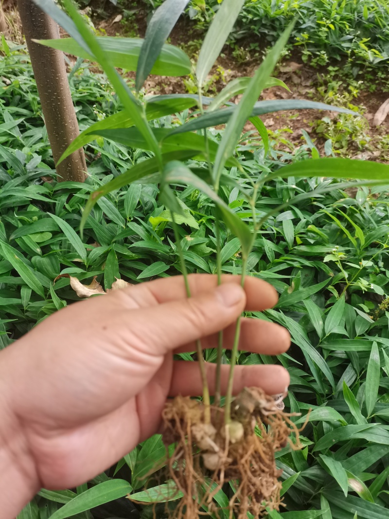 姜型多花甜黄精种苗1500米以下海拔常年不倒苗