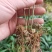 姜型多花甜黄精种苗1500米以下海拔常年不倒苗