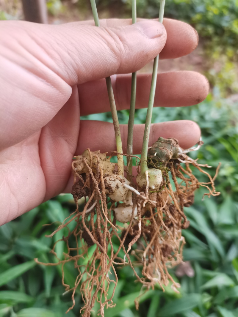 姜型多花甜黄精种苗1500米以下海拔常年不倒苗