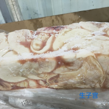 生牛子宫