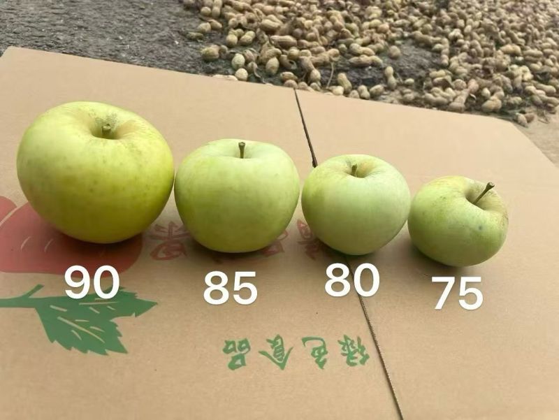 【山东特产明月青苹果】果实饱满新鲜采摘口感级佳！