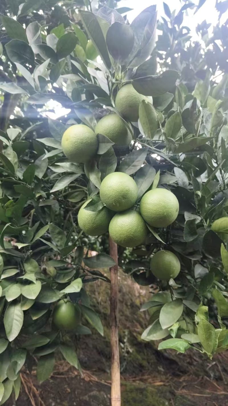 云南哀牢山冰糖橙